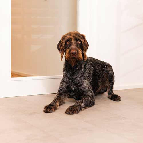 Tico , Security-Manager, Markdorf